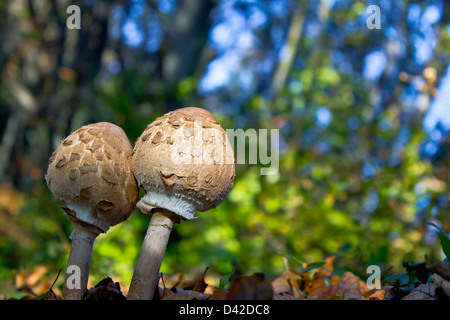 Zwei junge geschlossenen Sonnenschirm Pilze in natürlicher Waldumgebung - Macrolepiota procera Stockfoto