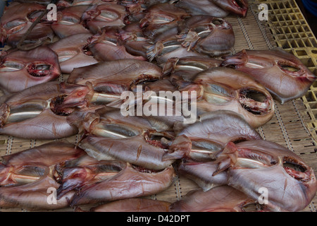 Getrocknete Strahlen auf Jagalchi Fischmarkt, Busan, Südkorea Stockfoto