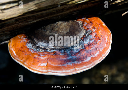 Baum-Pilz: Red Belted Polypore (Fomitopsis Pinicola) Stockfoto