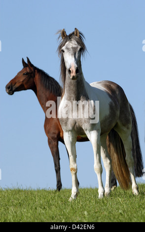 Oberoderwitz, Deutschland, Pferde weiden Stockfoto