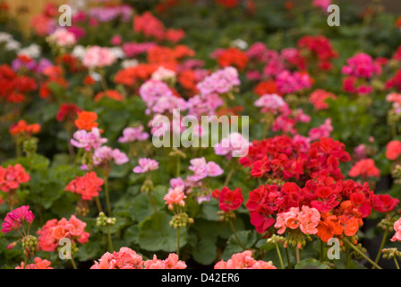 Pelargonium SP., Geranio Zonale, Geraniaceae Stockfoto