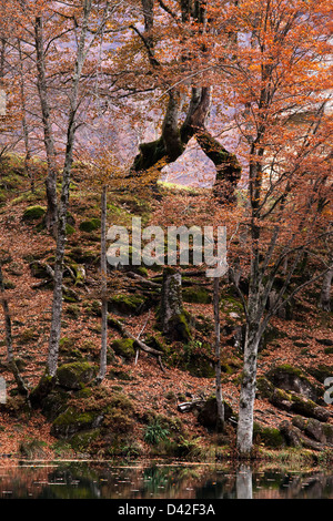 Frankreich, Ariege, alten verdrehten buchen im Wald Bethmale, im Herbst Stockfoto