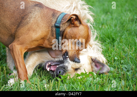 Berlin, Deutschland, zwei Hunde kämpfen miteinander auf einer Wiese Stockfoto