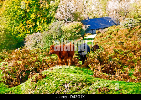 Herbst-Dartmoor Landschaft mit Kühen coming out zu grasen (digitale Ölgemälde-Effekt) Stockfoto