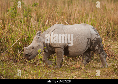 Ein gehörnter Rhinoceros (jung) unterwegs, Kaziranga Nationalpark, Indien. Stockfoto