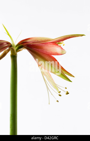 Hippeastrum "Merengue". Amaryllis Blume "Merengue". Stockfoto