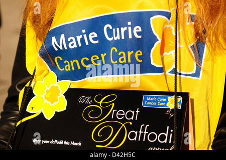 Marie Curie, Cancer Care Charity. Die große Anziehungskraft der Narzissen. Stockfoto