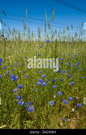 Nochmals, Deutschland, Kornblumen am Rande eines Maisfeldes Stockfoto