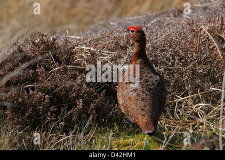 Männliche Moorschneehuhn (Lagopus Lagopus Scotica), Handa Island, Schottland, Vereinigtes Königreich Stockfoto