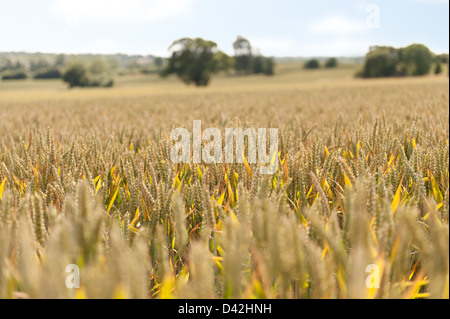 große großen Mais oder Weizen Feld einen Monat ab aus der Ernte wachsen auf reiche Kreide Tal Boden einmal Grünland im Sommer Stockfoto