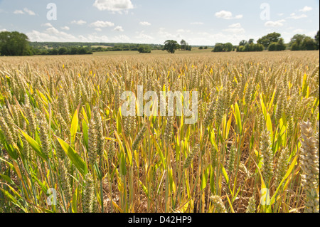 große großen Mais oder Weizen Feld einen Monat ab aus der Ernte wachsen auf reiche Kreide Tal Boden einmal Grünland im Sommer Stockfoto