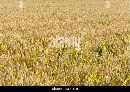 große großen Mais oder Weizen Feld einen Monat ab aus der Ernte wachsen auf reiche Kreide Tal Boden einmal Grünland im Sommer Stockfoto