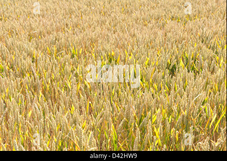 große großen Mais oder Weizen Feld einen Monat ab aus der Ernte wachsen auf reiche Kreide Tal Boden einmal Grünland im Sommer Stockfoto