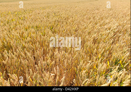 große großen Mais oder Weizen Feld einen Monat ab aus der Ernte wachsen auf reiche Kreide Tal Boden einmal Grünland im Sommer Stockfoto