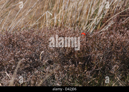 Männliche Moorschneehuhn (Lagopus Lagopus Scotica) versteckt in Heide, Handa Island, Schottland, Großbritannien Stockfoto