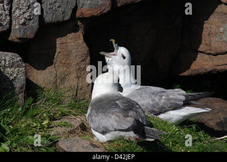 Zuchtpaar der Eissturmvogel (Fulmarus Cyclopoida) auf dem Nest, Handa Island, Highlands, Schottland Stockfoto