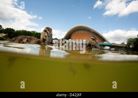 Berlin, Deutschland, Schwimmen Enten in den Brunnen vor dem Haus der Kulturen der Welt Stockfoto