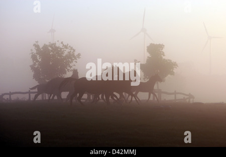 Görlsdorf, Deutschland, Silhouetten von Pferden am Morgen auf der Weide Stockfoto