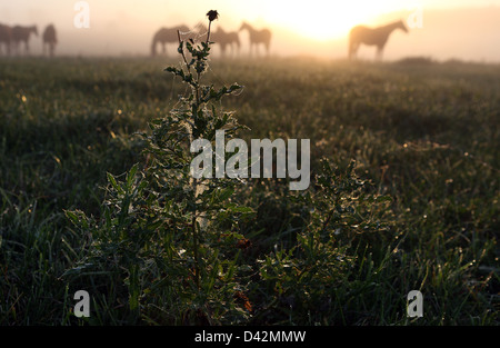 Görlsdorf, Deutschland, Distel und Pferde auf der Weide bei Sonnenaufgang Stockfoto