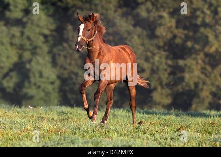 Görlsdorf, Deutschland, Fohlen Galopp auf der Weide Stockfoto