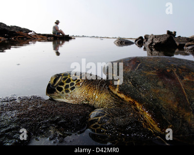 Grüne Meeresschildkröte sonnen sich in der Nähe von touristischen auf Hawaii Big Island Pacific Ocean lava Stockfoto