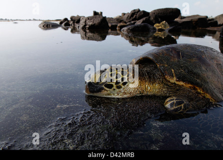 Grüne Meeresschildkröte sonnen sich auf Hawaii Big Island Pacific Ocean lava Stockfoto