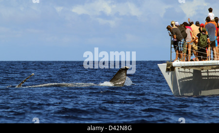 Buckelwal Tour Bootstouren Hawaii die Big Island Pacific Ocean Touristen beobachten Stockfoto