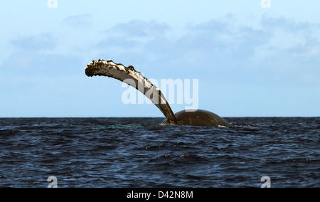 Buckelwal Hawaii Big Island Pacific ocean Stockfoto