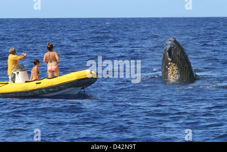 Buckelwal Tour Bootstouren Hawaii die Big Island Pacific Ocean Touristen beobachten Stockfoto