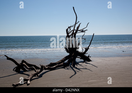 Toten Live Oak Tree Verlegung in den Sand des Strandes am Ozean, der Baum gestorben wegen Strand erosion Stockfoto