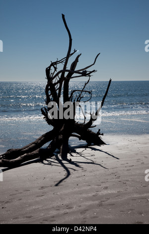 Toten Live Oak Tree Verlegung in den Sand des Strandes am Ozean, der Baum gestorben wegen Strand erosion Stockfoto