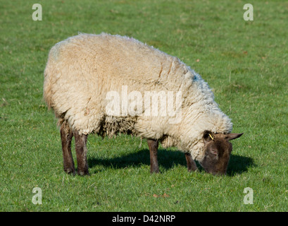 Schafbeweidung in einem Feld Stockfoto