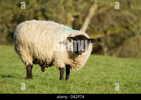 Schwanger Ewe in einem Feld Stockfoto