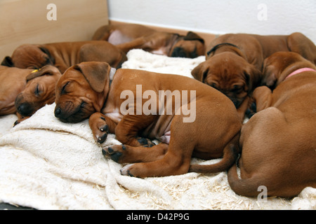 Berlin, Deutschland, Rhodesian Ridgeback Welpen Stockfoto