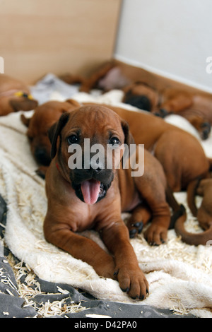 Berlin, Deutschland, Rhodesian Ridgeback Welpen Stockfoto