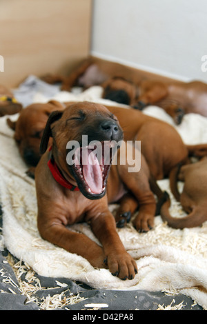 Berlin, Deutschland, Rhodesian Ridgeback Welpen Stockfoto