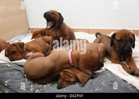 Berlin, Deutschland, Rhodesian Ridgeback Welpen Stockfoto