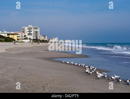Königliche Seeschwalben am Strand an der Promenade von Indialantic in Florida Stockfoto