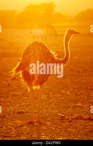 Strauß in Sonnenuntergang Arava, Israel Stockfoto