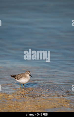 Zuletzt am Ufer des Lake Tawakoni in klarem Wasser waten Sandpiper Stockfoto