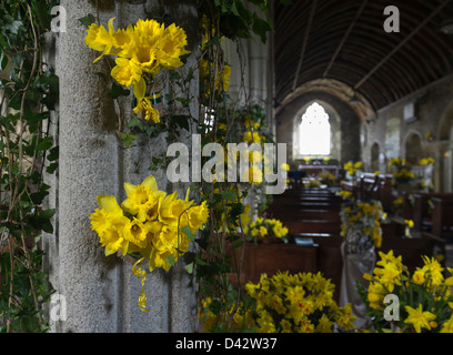 Das Narzissenfest im St Mawgan-in-Meneage Kirche in Cornwall. Stockfoto