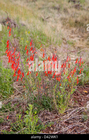 Beardlip Penstemon Penstemon Barbatus Santa Catalina Mountains, Pima County, Arizona, USA Blume Scrophulariaceae Stockfoto