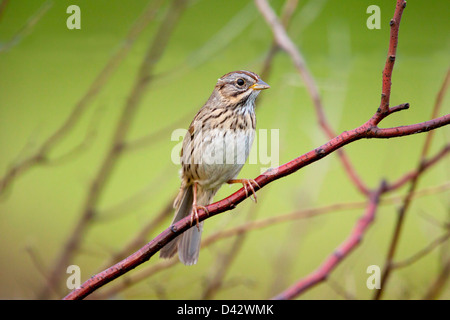 Lincolns Sparrow Melospiza Lincolnii Prairie State Park, Missouri, Vereinigte Staaten 1 können Erwachsene Emberizidae Stockfoto