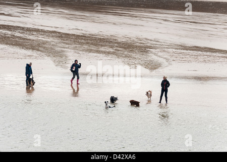 Hund Spaziergänger auf Porth Beach in Newquay. Stockfoto