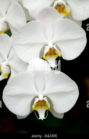 Weiße Orchideen (Phalaenopsis sp) Stockfoto