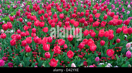 Mischbett Frühjahr Tulpen Floriade Canberra Australien Stockfoto