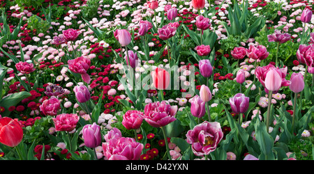 Mischbett Frühjahr Tulpen und Blumen Floriade Canberra Australien Stockfoto