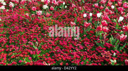 Mischbett Frühjahr Tulpen und Bellis Turbo rot Floriade Canberra Australien Stockfoto