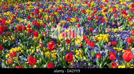 Mischbett von Frühlingsblumen und Tulpen Floriade Canberra Australien Stockfoto