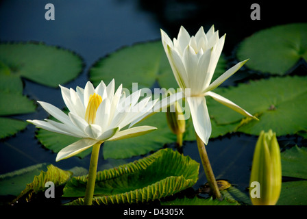 White Water Lily Blumen blühen am Teich Stockfoto